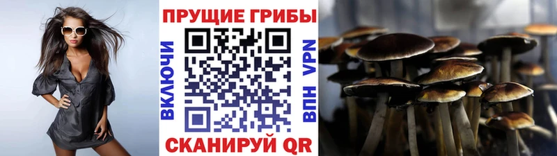 Псилоцибиновые грибы Cubensis  Купить закладки  Новосиль 